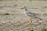 Buff-breasted Sandpiper